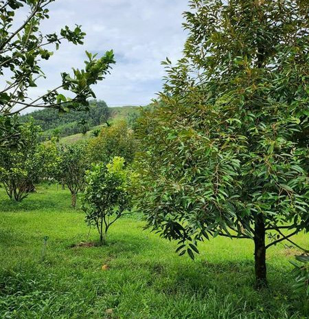 Bán vườn cây trái (bưởi, sầu riêng) xã Khánh Thành - Khánh Vĩnh chỉ 350 triệu
