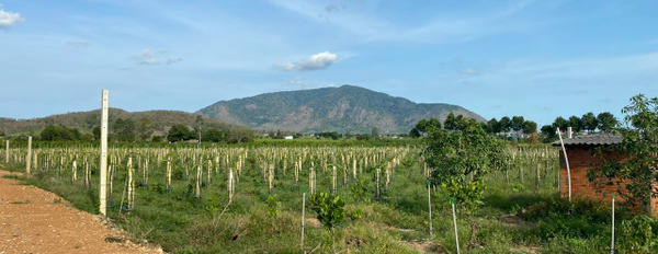 Bán hơn 12 ha đất trang trại Tân Lập, Hàm Thuận Nam có 300m2 thổ cư-03