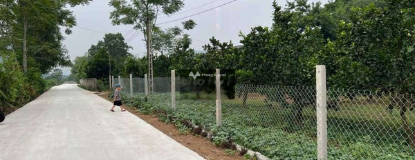 Cần bán vườn bưởi da xanh đang cho trái ở Bình Phước, diện tích 866m2-02
