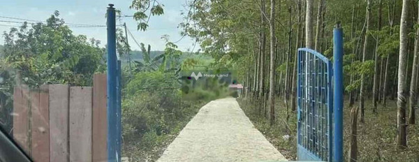 Bán đất 780 triệu Tân Hưng, Bình Phước với diện tích 13000m2-03