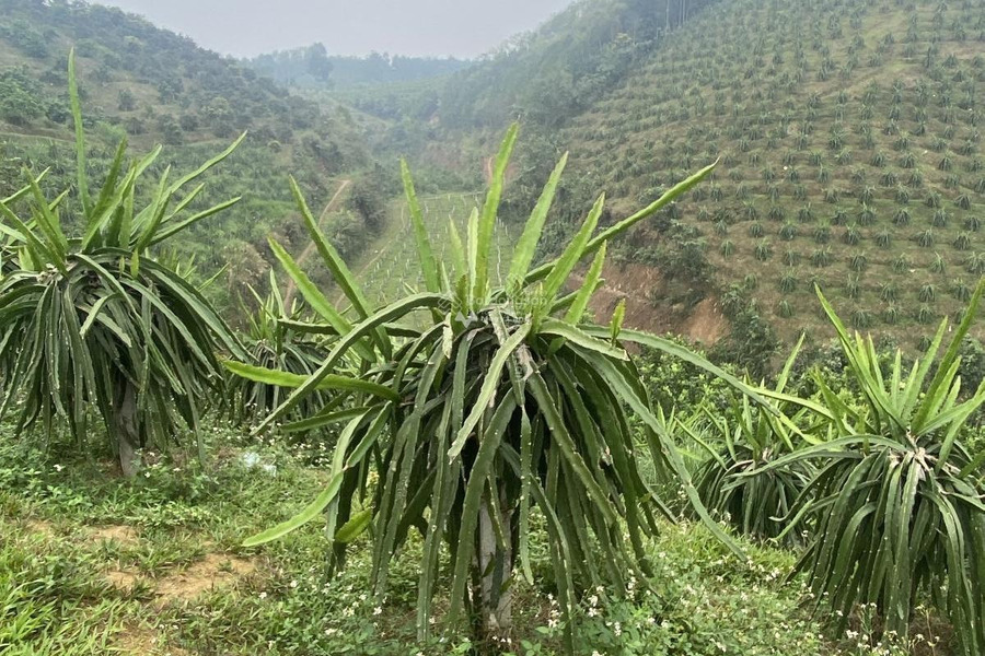 Gia đình về quê bán trang trại 100000m2 tọa lạc gần Đường 70, Nông Trường-01