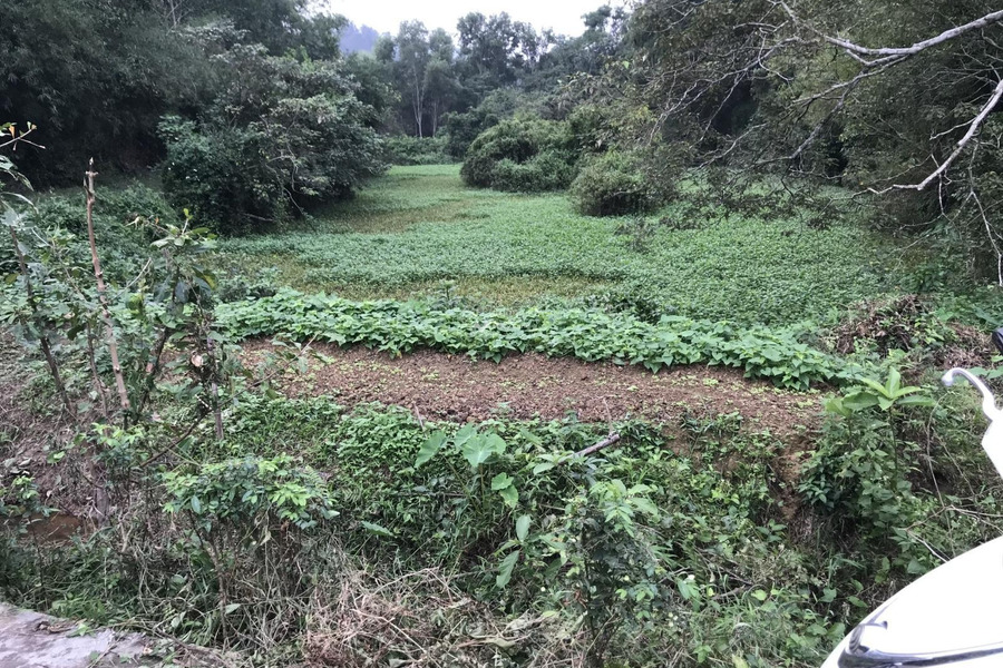 Tôi chính chủ cho thuê kho bãi diện tích là 3900m2 ở mặt tiền chuẩn 23 mét mặt tiền tọa lạc gần Trường Sơn, Hà Tĩnh khách có thiện chí liên hệ ngay-01