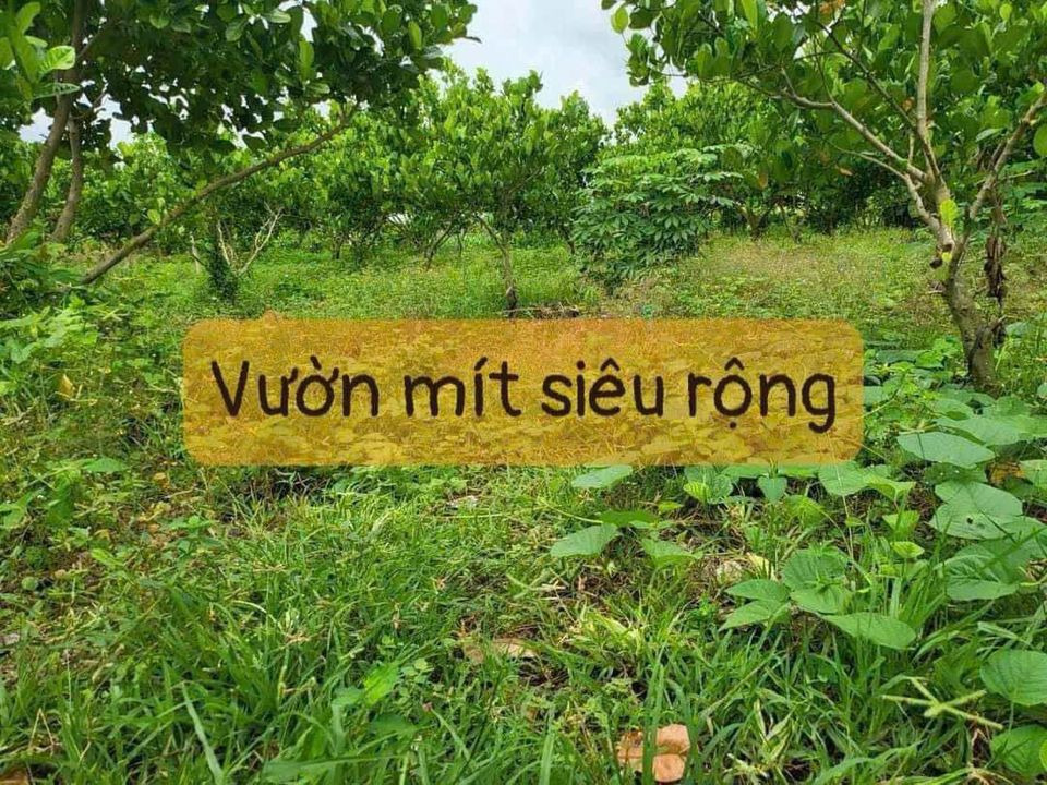 Bán nhà riêng huyện Đất Đỏ tỉnh Bà Rịa - Vũng Tàu giá 3.4 tỷ-3