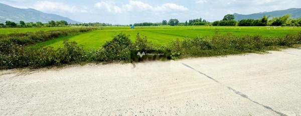 Đất ruộng xã Suối Cát, Cam Lâm Khánh Hoà cách nút giao cao tốc 1 km -03