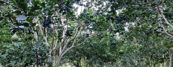 Bán 6,2 sào đất Trà Cổ, Huyện Tân Phú giá đầu tư có cây ăn trái-03