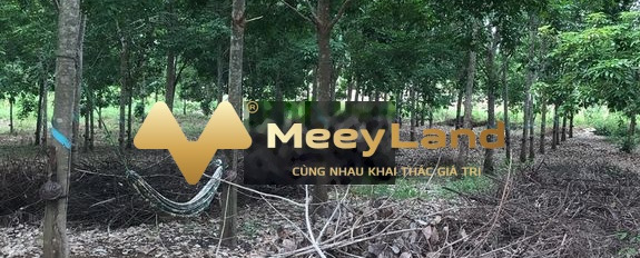 Bán đất giá chỉ 3,2 tỷ ở xã Lộc Quang, huyện Lộc Ninh, Tỉnh Bình Phước-02