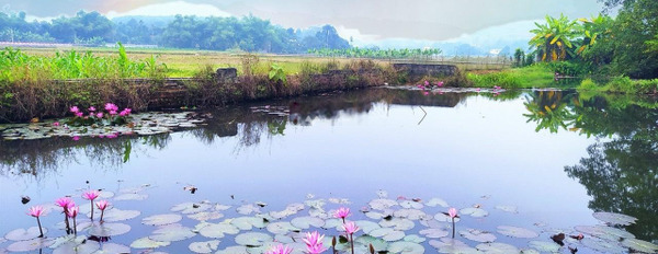 Bán đất Phú Mãn hơn 1 tỷ / sổ, Quốc Oai 450m2 có 250 thổ cư view hồ sen sẵn 3 sổ vị trí trung tâm-02