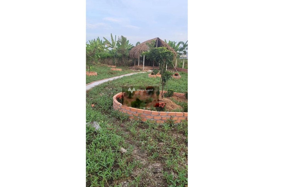 Bán nhà vườn xã Phước Hậu, Cần Giuộc: 500m2 có sẵn nhà chồi -01