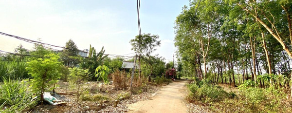 Lộc Phú, Lộc Ninh 195 triệu bán đất diện tích cụ thể 274m2-03