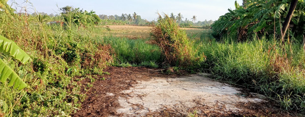 Cần bán gấp đất nền tại xã Trần Hợi, huyện Trần Văn Thời, Cà Mau-03
