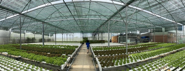 Bán Farm thủy canh - 1140m2 - vừa đầu tư đất vừa cho thuê hàng tháng -03