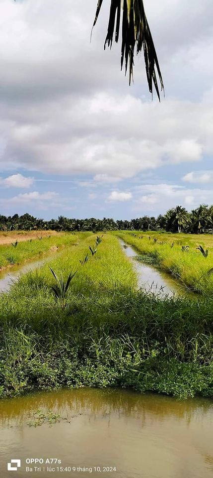 Bán đất huyện Bình Chánh thành phố Hồ Chí Minh giá 295.0 triệu-1