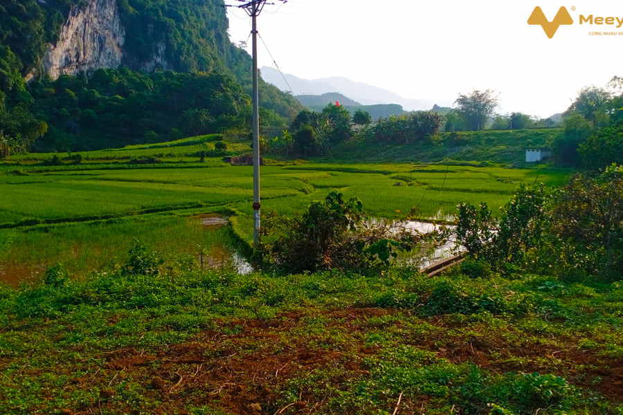 Bán 2300m2 đất trong đó có 1000m2 thổ cư, còn lại là cây lâu năm-01