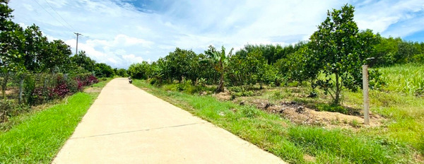 Vườn bưởi ven sông Giang, Khánh Nam, Khánh Vĩnh 1000m2 chỉ 480 triệu-02