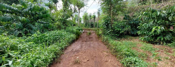 Phú Xuân, Đắk Lắk bán đất giá bán mua liền 430 triệu diện tích là 2800m2-03