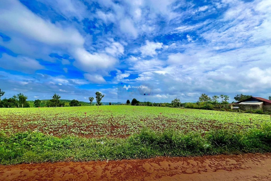 Vị trí đẹp tọa lạc ở Đăk Glong, Đắk Nông bán đất, giá hữu nghị từ 450 triệu có diện tích tổng là 1000m2-01