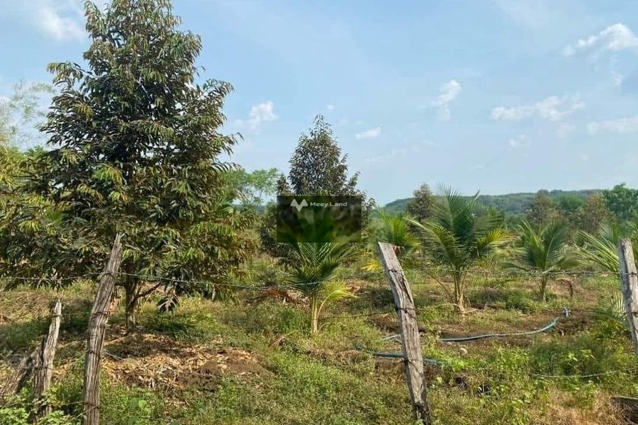 Đồng Phú, Bình Phước bán đất giá bán gốc 300 triệu có diện tích chuẩn 1010m2-01