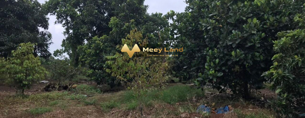 Ngay Xuân Định, Cẩm Mỹ bán đất 2.88 tỷ diện tích thực 3900 m2-03
