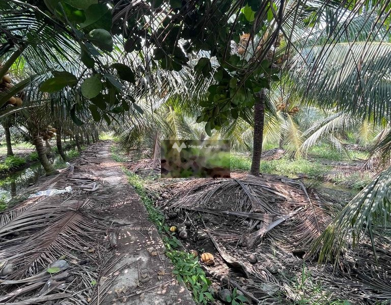bán vườn dừa 2500m2 -01