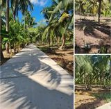 Bán đất trồng dừa 3000m2 có 300m2 thổ cư