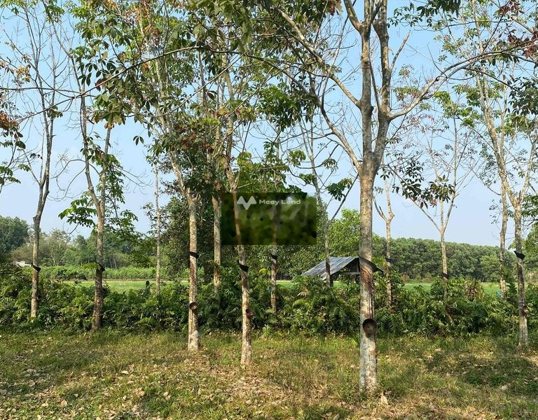Ở Trí Bình, Tây Ninh bán đất 2.5 tỷ diện tích tổng 8991m2-01