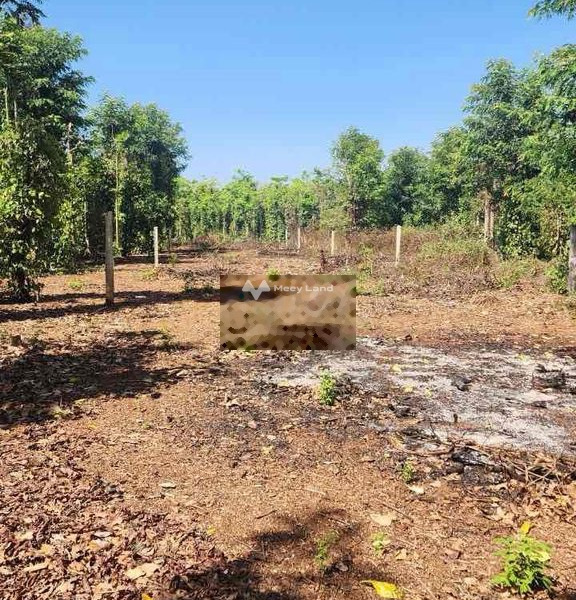 Krông A Na, Đắk Lắk bán đất giá bán mềm từ 860 triệu với diện tích tiêu chuẩn 720m2-01