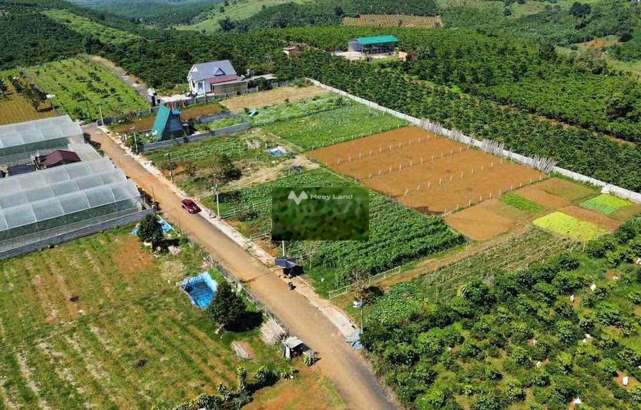 Vị trí thuận lợi tọa lạc ngay ở Lộc Tiến, Lâm Đồng bán đất, giá bán sang tên 400 triệu có một diện tích 1000m2-01