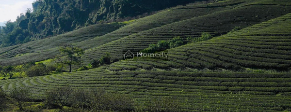 Mộc Châu, Sơn La 950 triệu bán đất với diện tích chuẩn 1200m2-02