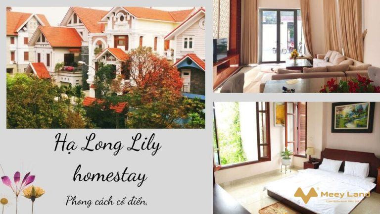 Cho thuê Hạ Long Lily homestay Bãi Cháy