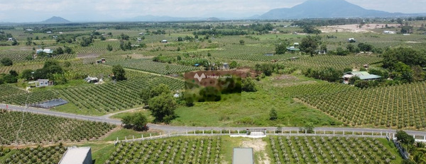 Bán đất 1.3 tỷ La Gi, Bình Thuận diện tích đúng với trên ảnh 1846m2-03