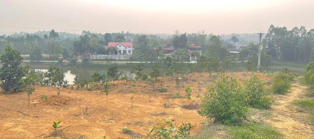 Cần bán đất rừng sản xuất Bảo Thanh - Phù Ninh