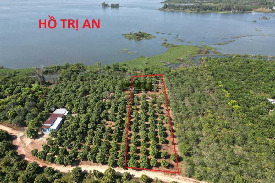 Thanh Sơn, Định Quán bán đất giá bán cạnh tranh 280 triệu diện tích sàn là 1400m2-01