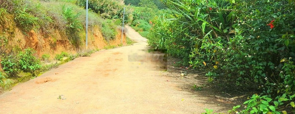 Bán đất view đẹp rưng thông gần trung tâm Đà Lạt, đi Hồ Xuân Hương 4km -03