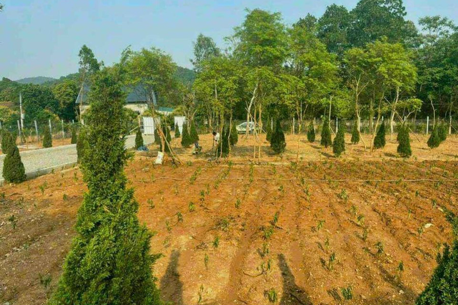 Chính chủ cần bán lô đất đẹp tại Hiền Ninh, Sóc Sơn-01