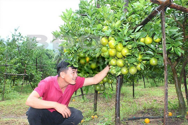 Bán đất rẫy 35.000m(3,5ha) trồng xoài có suối, Cách Biển9km, Giá 1tỷ9 -01