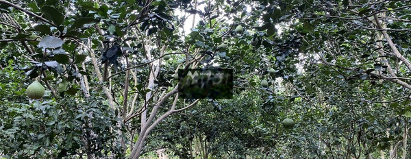 Bán đất diện tích mặt tiền 6259m2 vị trí đặt ở trong Trà Cổ, Tân Phú-02