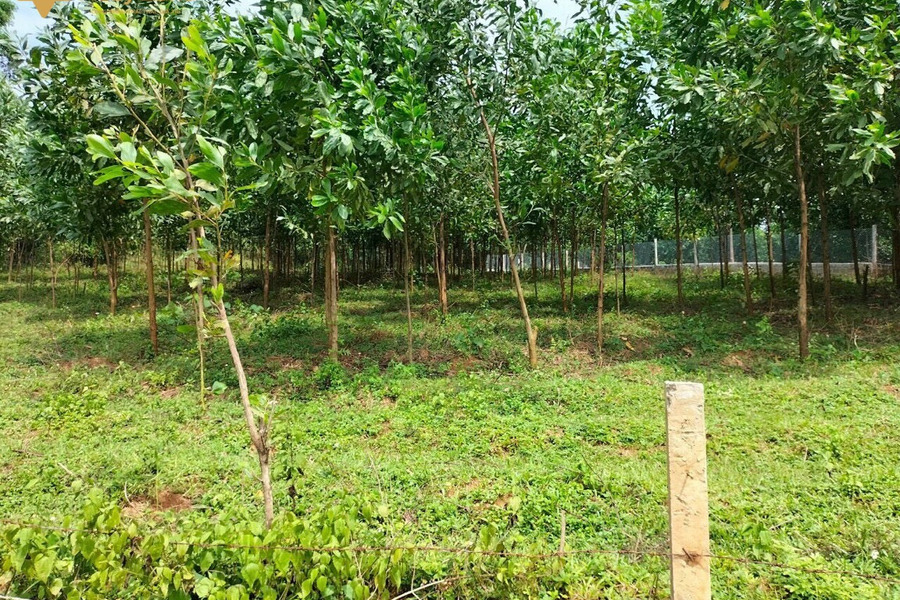 Cần bán mảnh tại Yên Thuỷ, 5247m2 có 2000m2 thổ cư, đất đang trồng keo 3 năm, thế đất bằng phẳng-01