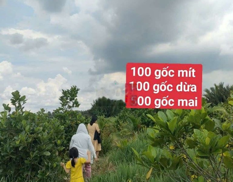 257triệu/1000m2 ( 2300m2 ) vườn cây trái 500 gốc mai châu thành LongAn -01