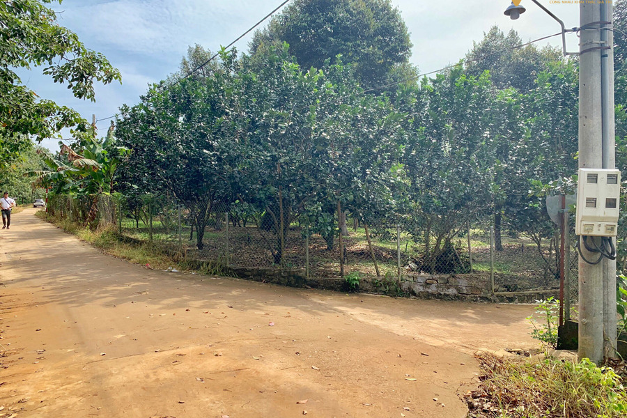 Bán vườn trái cây nở hậu 2 mặt tiền 125m ngay góc ngã 3, cách ủy ban nhân dân xã Thừa Đức khoảng 1km-01