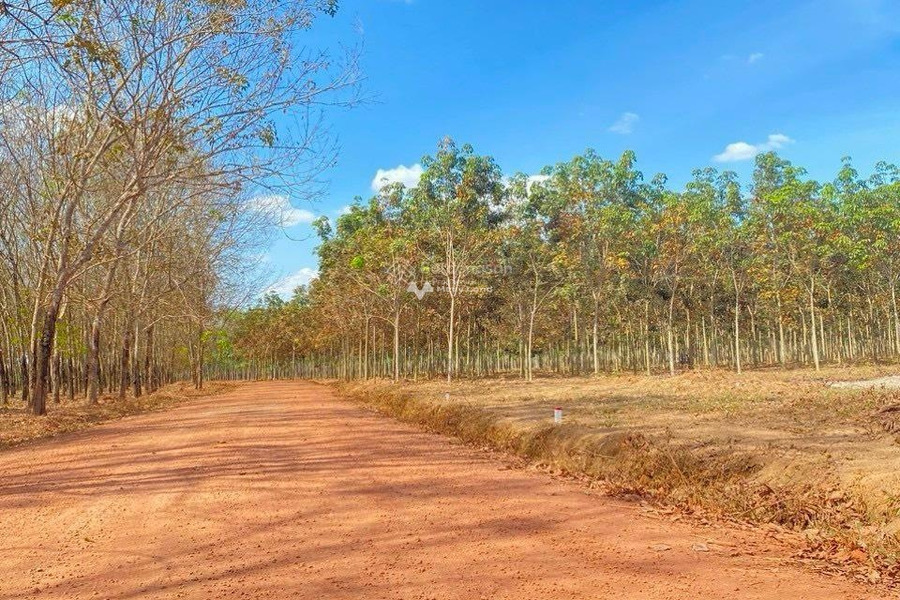 Đất giá siêu đẹp ngang 27x38m giá chỉ hơn 190tr. Đất Tân Lợi, Đồng Phú, Bình Phước -01