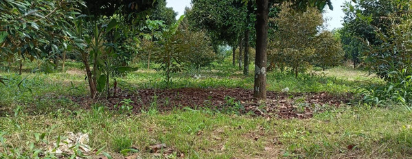 Chính chủ có lô đất vườn cây ăn quả cần bán trong tháng tại Xã Quang Trung, Huyện Thống Nhất pháp lý nhanh-02