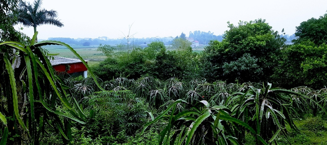 Bán 1000m2 đất ở và vườn tại Minh Phú, Sóc Sơn, Hà Nội