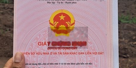 Vườn mít thái đỏ 2 năm thu hoạch ngay trung tâm thị xã Chơn Thành -03