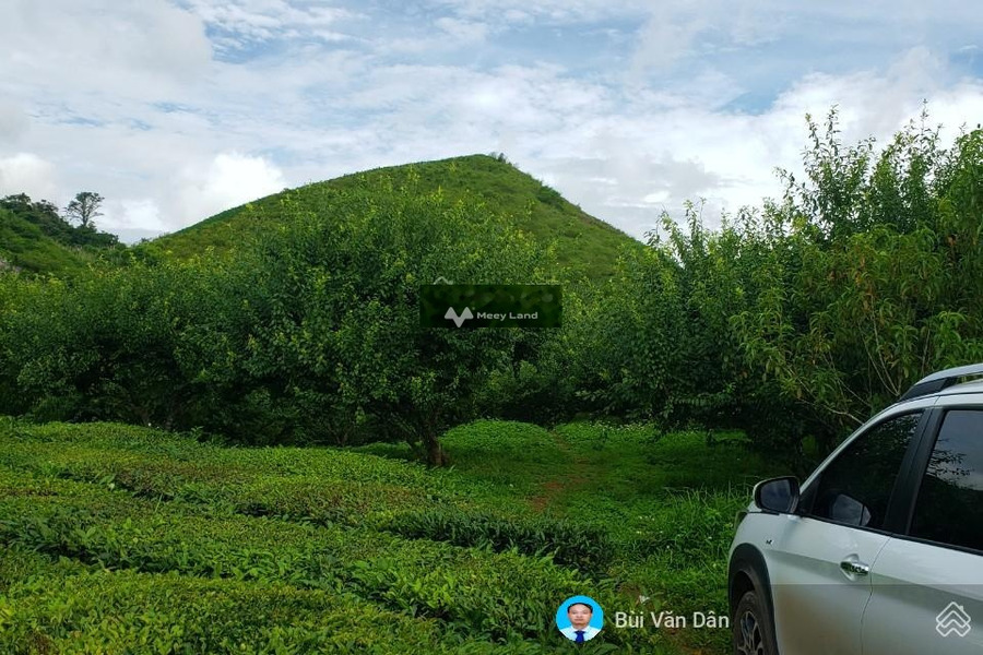 Bán đất vị trí tốt tại Mộc Châu, Sơn La. Diện tích 500m2-01