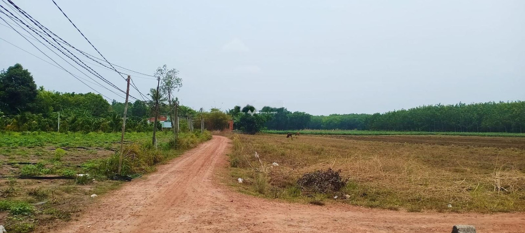 Vị trí đặt ngay Lộc An, Bình Phước bán đất giá bán thực tế từ 11 tỷ có một diện tích 23000m2