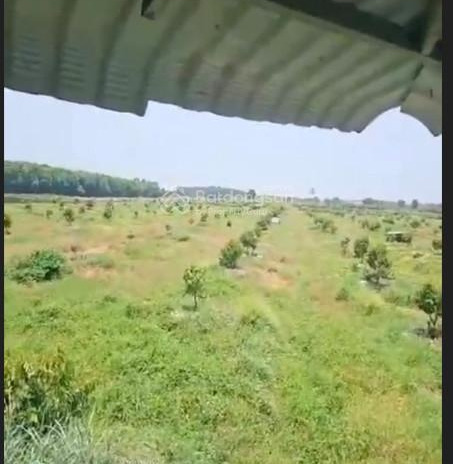 Bán gấp 4 mẫu đất tại KP Lộc Hòa, Lộc Hưng, Trảng Bàng. Đang trồng sầu riêng, đường lớn, 3.2 tỷ 