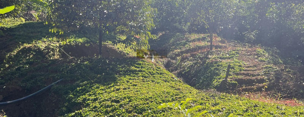 250 cây sầu riêng mặt sông có nhà tại Đạ Hoai năm thứ 5 cho thu trái tại thủ phủ sầu riêng Lâm Đồng nói không với trung gian-02