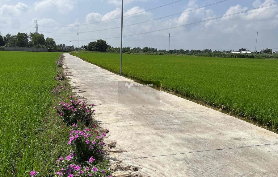 đất lúa 2 mặt tiền đường đan 3m được chuyển thổ gần KCN An Nhựt Tân -01