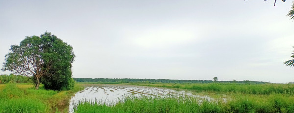 Đất nông nghiệp cần bán gấp ở ấp 14, xã Khánh Lâm, huyện U Minh-02