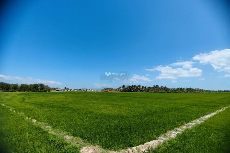Giá bán siêu mềm chỉ 1.5 tỷ bán đất có diện tích tiêu chuẩn 6000m2 vị trí tốt ở Long Bình, Ninh Phước-01